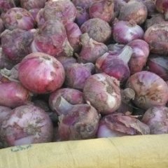 通许洋葱火热上市西关云通诚信合作