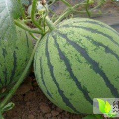 2015清苑西瓜俏销大江南北