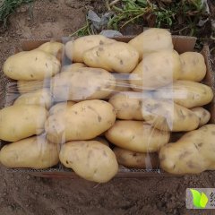 惠民麻店万先生6月荷兰十五土豆