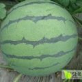 青州西瓜火热上市郑母董光春诚信合作