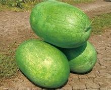 蒲城龙阳党师傅6月新红宝西瓜