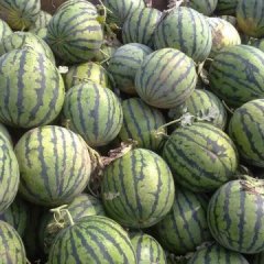 河北饶阳京欣西瓜随行就市