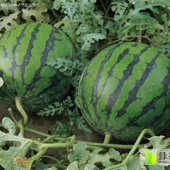 清苑京欣西瓜合作共赢