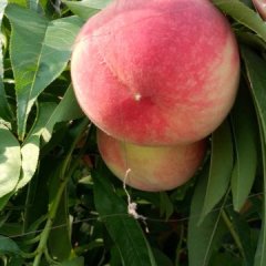 2015通许蜜桃价格波动不大