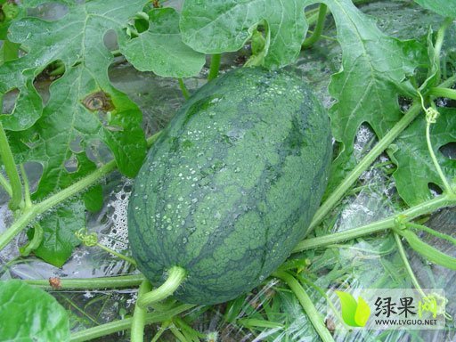 8424西瓜价格