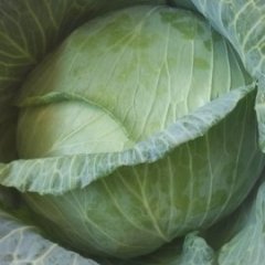 江苏沛县扁甘蓝质量上乘