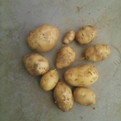 2015柏乡土豆再不来就没机会了！