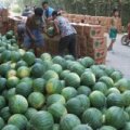 2015开封县西瓜抓住商机无限