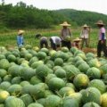 2015开封县西瓜值得出手