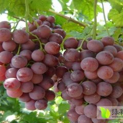 2015阳朔葡萄走过路过不要错过