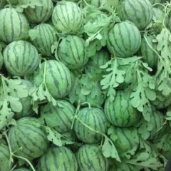 浙江慈溪京欣西瓜价格适宜