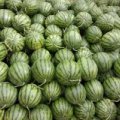 蒲城城南车晓伟6月裕龙黑籽西瓜