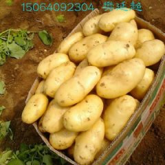 惠民土豆名优产品清河樊延超诚信合作