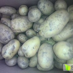 栾城土豆产销两旺张家张勇省诚信合作