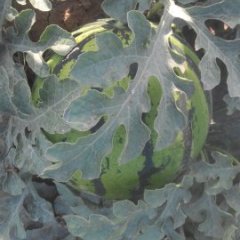 河北保定清苑西瓜大降价