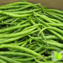 七星五里林骥6月线椒辣椒