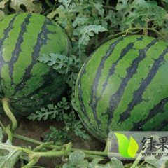 河北高碑店京欣西瓜是名优特产