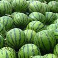 新民西瓜质量上乘柳河沟彪子诚信合作代办