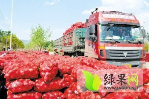 山东惠民洋葱大量上市！