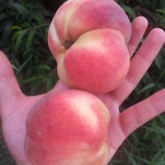 湖北宜城流水张恒云美脆桃代办