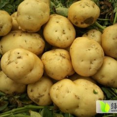 河北玉田大量供应土豆
