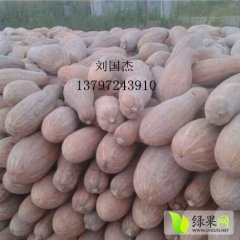 嘉鱼南瓜逐渐升温潘家刘国杰诚信合作