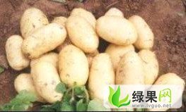 隆尧土豆欢迎合作东尚刘女士诚信合作