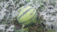 河北唐山市京欣西瓜 物美价廉低价出售