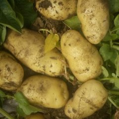 山东新泰荷兰十五土豆上货量大