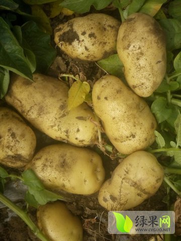 2015年山东新泰荷兰十五价格