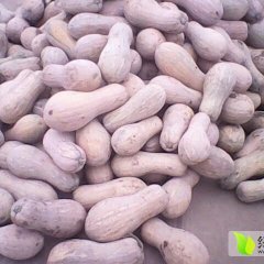 湖北最大的蔬菜基地南瓜直销