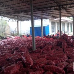 惠民洋葱上市但亩产减少先下手为强后期会涨价