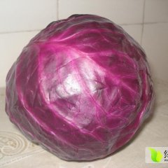 固安东湾朱雪军6月紫甘蓝