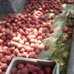 邹城蜜桃著名品牌张庄高启兴诚信合作