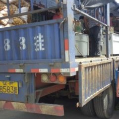 山东邹城荷兰七号土豆聚焦市场