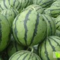 2015东昌府西瓜今年价格有看点