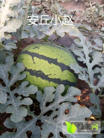 冠军价格