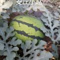 2015安丘西瓜抓住商机无限