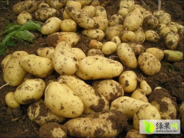 2015年河南开封荷兰十五价格