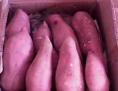 2015岱岳红薯现在订货有惊喜