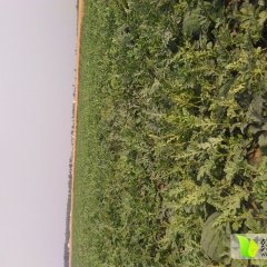 临漳香菜李光岳6月巨星西瓜