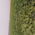临漳香菜李光岳6月巨星西瓜
