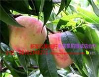 大荔蜜桃火爆招商中,范家贺新军诚信合作