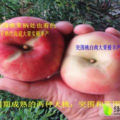 2015大荔蜜桃再不来就没机会了！