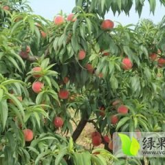 大荔蜜桃聚焦市场,范家许师傅诚信合作