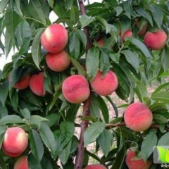 2015大荔蜜桃走过路过不要错过