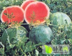 大荔县城朱良喜6月黑皮无籽西瓜