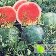 大荔县城朱良喜6月黑皮无籽西瓜