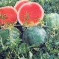 大荔县城朱良喜6月黑皮无籽西瓜