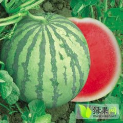 蒲城龙阳朱良喜6月花皮无籽西瓜